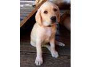 Labrador Retriever Puppy for sale in Sumter, SC, USA