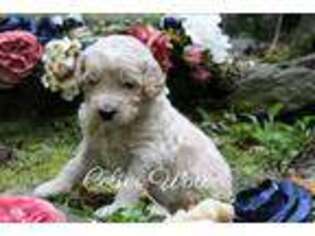 Goldendoodle Puppy for sale in Petoskey, MI, USA