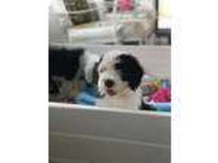 Old English Sheepdog Puppy for sale in Lepanto, AR, USA