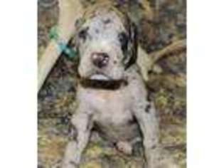 Great Dane Puppy for sale in Deer Lodge, MT, USA