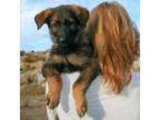 German Shepherd Dog Puppy for sale in Santa Margarita, CA, USA