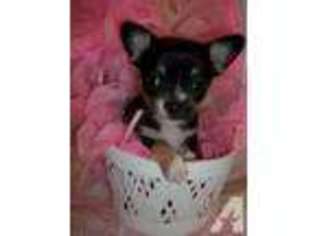 Chihuahua Puppy for sale in ATTLEBORO, MA, USA