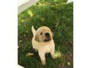 Golden Retriever Puppy for sale in Middlefield, OH, USA