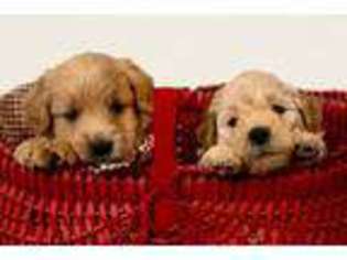 Goldendoodle Puppy for sale in Markle, IN, USA
