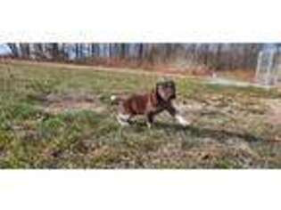 German Shorthaired Pointer Puppy for sale in Coatesville, PA, USA