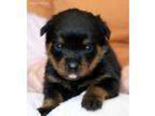 Rottweiler Puppy for sale in Reeds Spring, MO, USA