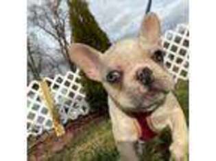French Bulldog Puppy for sale in Bladensburg, MD, USA