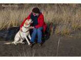 Labrador Retriever Puppy for sale in Indianola, WA, USA