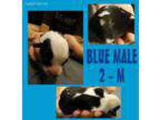 Pembroke Welsh Corgi Puppy for sale in Livingston, TX, USA