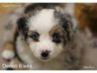 Miniature Australian Shepherd Puppy for sale in Elizabethtown, KY, USA