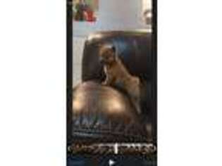 Shiba Inu Puppy for sale in Ceres, CA, USA