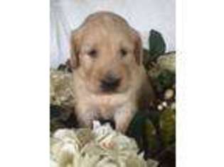 Goldendoodle Puppy for sale in Westminster, SC, USA