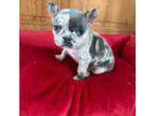French Bulldog Puppy for sale in Sparta, WI, USA
