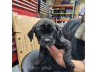 Cane Corso Puppy for sale in Port Neches, TX, USA