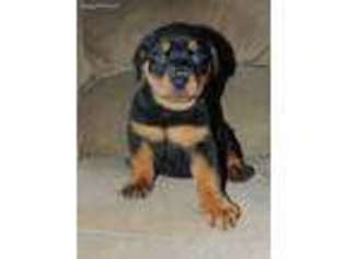 Rottweiler Puppy for sale in Tampa, FL, USA