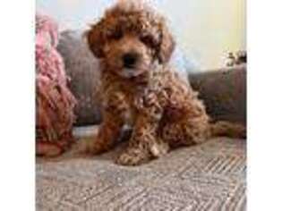 Goldendoodle Puppy for sale in New Waverly, TX, USA