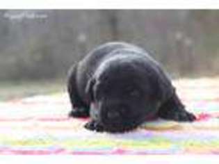 Labrador Retriever Puppy for sale in Ashland City, TN, USA
