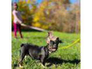 French Bulldog Puppy for sale in Waldorf, MD, USA