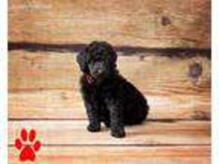 Mutt Puppy for sale in Owings, MD, USA