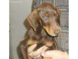 Doberman Pinscher Puppy for sale in Bonsall, CA, USA