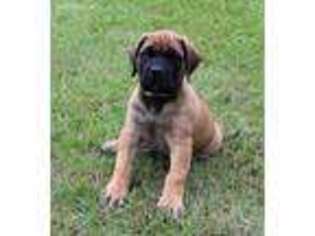 Mastiff Puppy for sale in Montezuma, GA, USA
