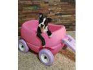 Boston Terrier Puppy for sale in Willow Springs, MO, USA