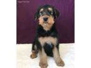 Airedale Terrier Puppy for sale in Peru, IL, USA