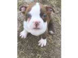 Boston Terrier Puppy for sale in Huntsville, AR, USA