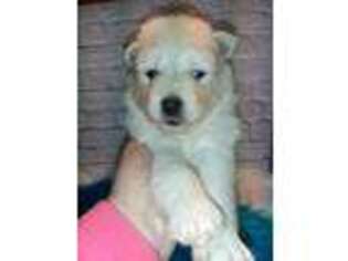 Mutt Puppy for sale in Carthage, TX, USA