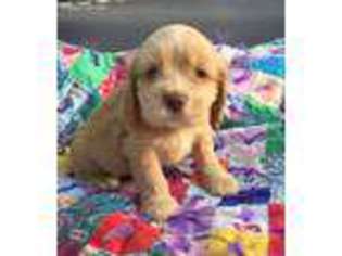 Cocker Spaniel Puppy for sale in West Liberty, KY, USA