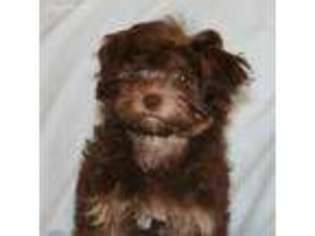 Havanese Puppy for sale in Hackett, AR, USA