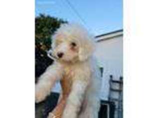 Bichon Frise Puppy for sale in South Gate, CA, USA