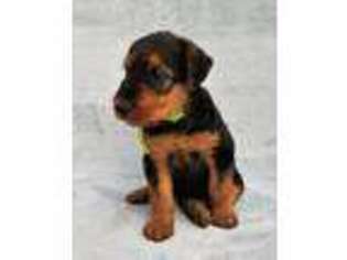Airedale Terrier Puppy for sale in Palmetto, FL, USA