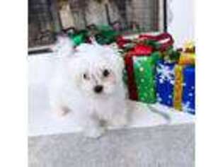 Maltese Puppy for sale in Buford, GA, USA