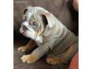 Bulldog Puppy for sale in Marshallville, GA, USA