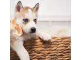 Siberian Husky Puppy for sale in Oak Park, IL, USA