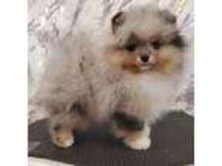 Pomeranian Puppy for sale in Urbana, OH, USA