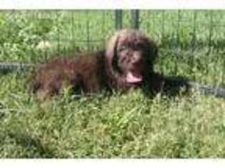 Goldendoodle Puppy for sale in Newark, OH, USA
