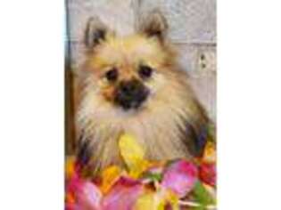 Pomeranian Puppy for sale in Stanley, WI, USA
