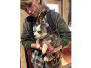 Siberian Husky Puppy for sale in Free Soil, MI, USA