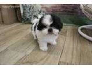 Mutt Puppy for sale in Schiller Park, IL, USA