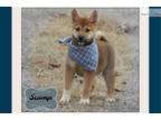 Shiba Inu Puppy for sale in Little Rock, AR, USA
