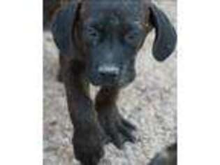 American Bandogge Puppy for sale in Maricopa, AZ, USA
