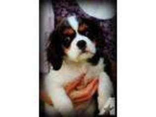 Cavalier King Charles Spaniel Puppy for sale in BROWNSVILLE, OR, USA