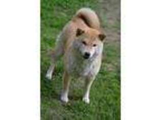Shiba Inu Puppy for sale in Lawrence, KS, USA