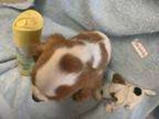 Cavalier King Charles Spaniel Puppy for sale in Lynden, WA, USA