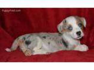 Cardigan Welsh Corgi Puppy for sale in Magnolia, AR, USA