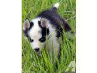 Siberian Husky Puppy for sale in PUNTA GORDA, FL, USA
