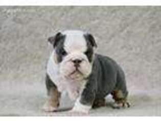 Bulldog Puppy for sale in Pisgah, AL, USA
