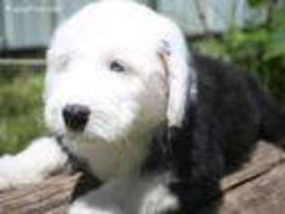 Old English Sheepdog Puppy for sale in Portland, OR, USA